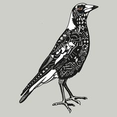 Australian Magpie coloring #2, Download drawings