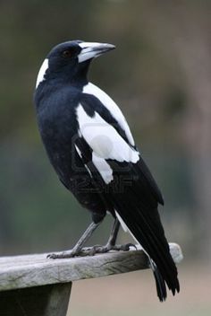 Australian Magpie svg #17, Download drawings