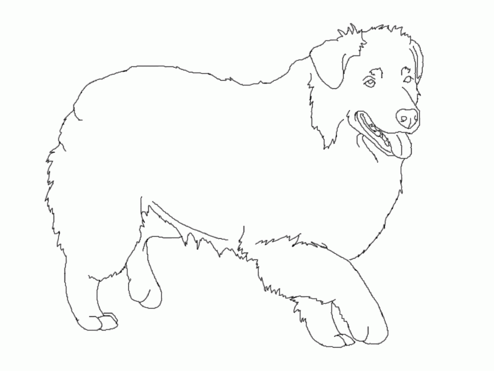 Australian Shepherd coloring #18, Download drawings