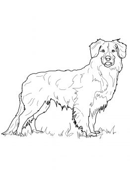 Australian Shepherd coloring #14, Download drawings