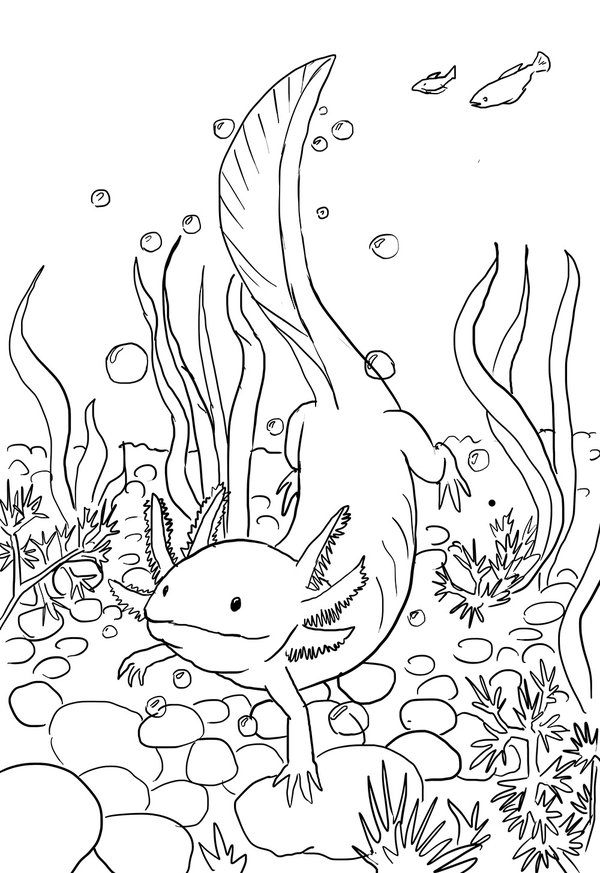 Axolotl coloring #20, Download drawings