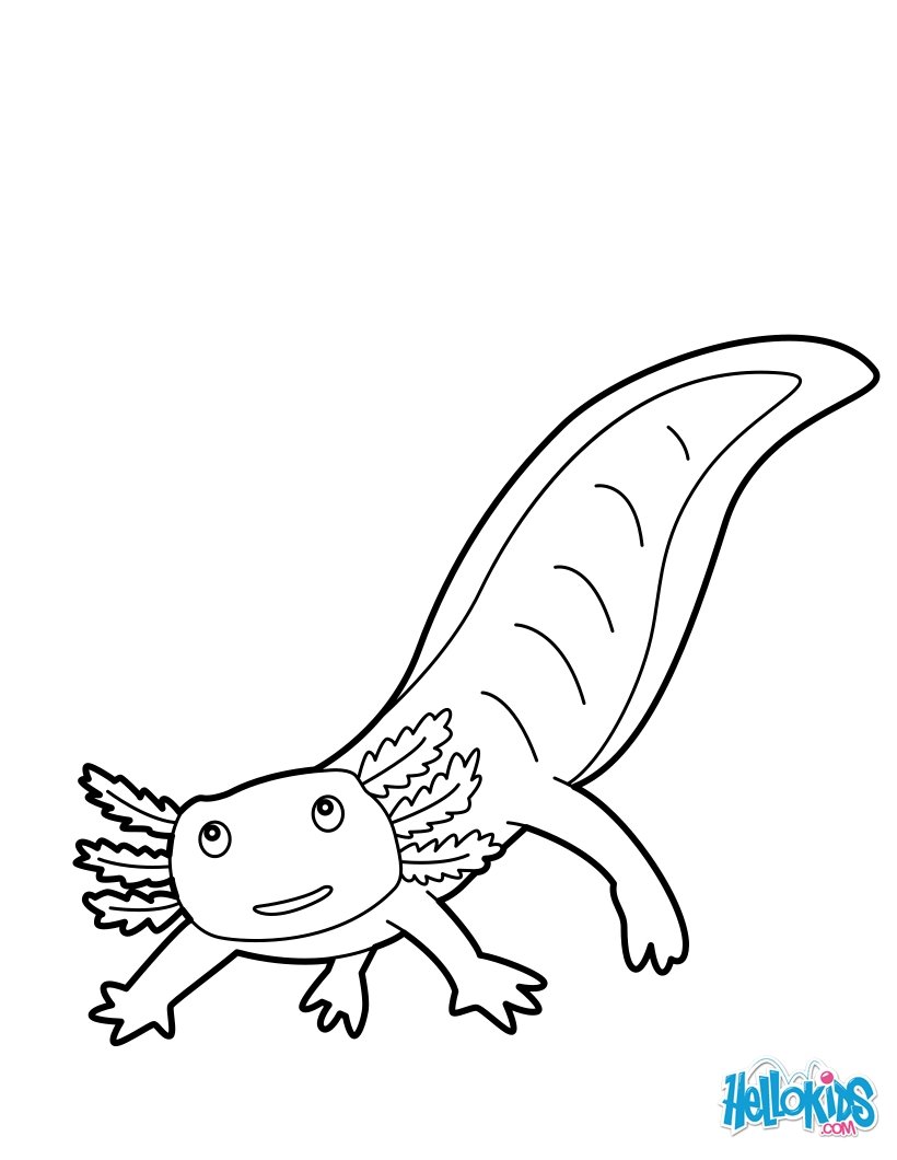 Axolotl coloring #6, Download drawings