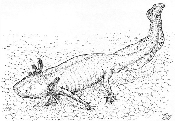 Axolotl coloring #13, Download drawings