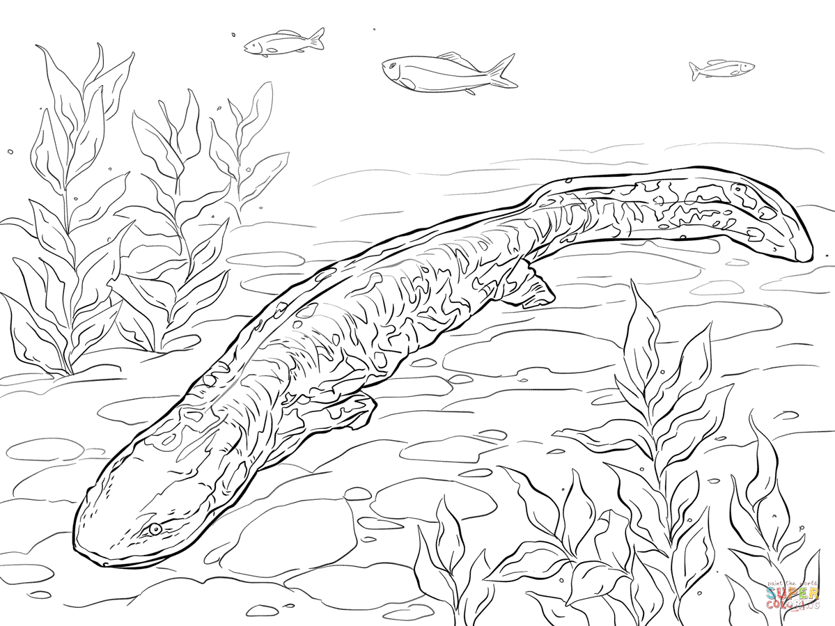 Download Axolotl Coloring For Free Designlooter 2020 