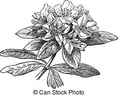 Rhododendrun clipart #10, Download drawings