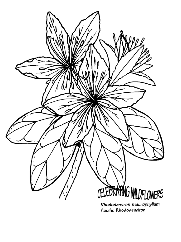 Rhododendron coloring #8, Download drawings