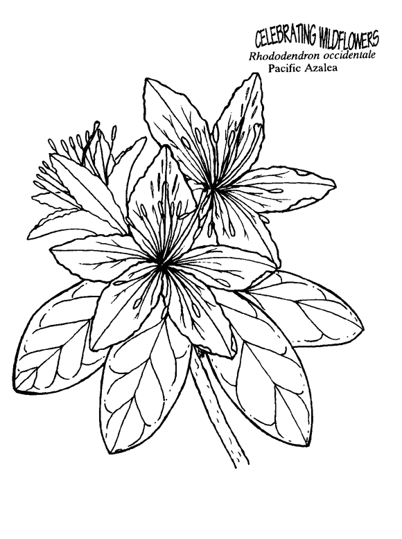 Rhododendron coloring #6, Download drawings