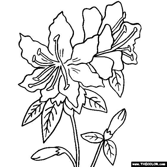Rhododendron coloring #1, Download drawings