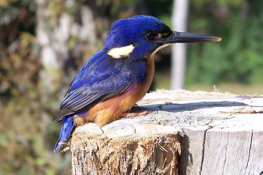 Azure Kingfisher clipart #6, Download drawings