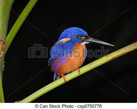 Azure Kingfisher clipart #12, Download drawings