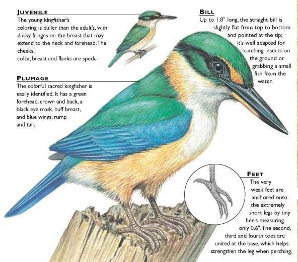 Azure Kingfisher coloring #1, Download drawings