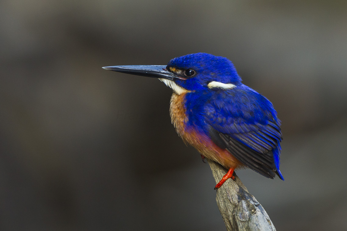 Azure Kingfisher svg #11, Download drawings