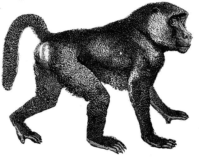 Baboon clipart #1, Download drawings