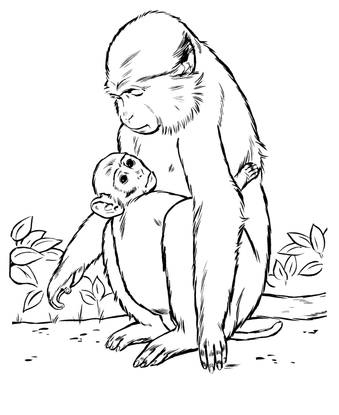Baboon coloring #8, Download drawings