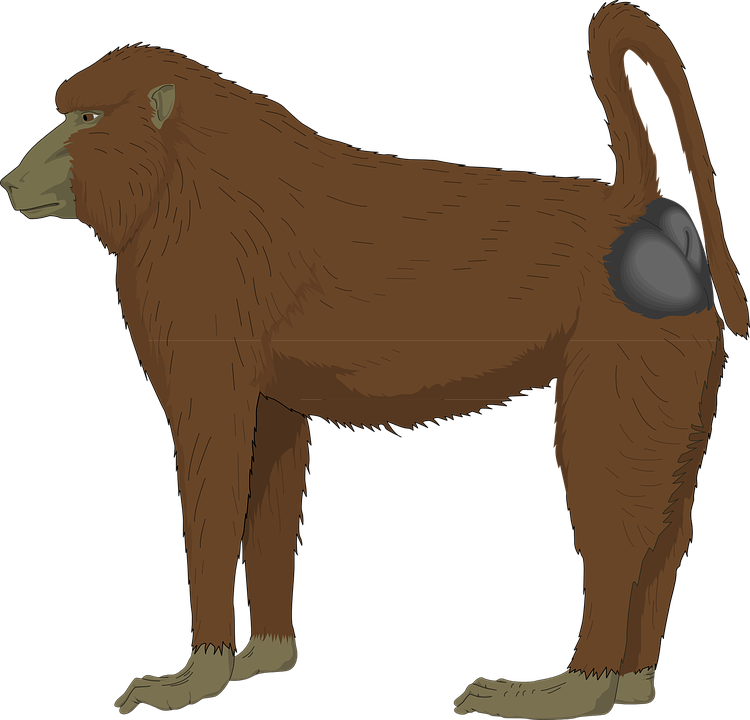 Baboon svg #9, Download drawings