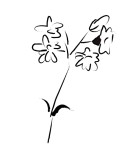 Baby's Breath clipart #13, Download drawings