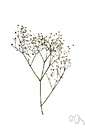 Baby's Breath clipart #9, Download drawings