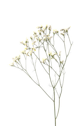 Baby's Breath clipart #10, Download drawings