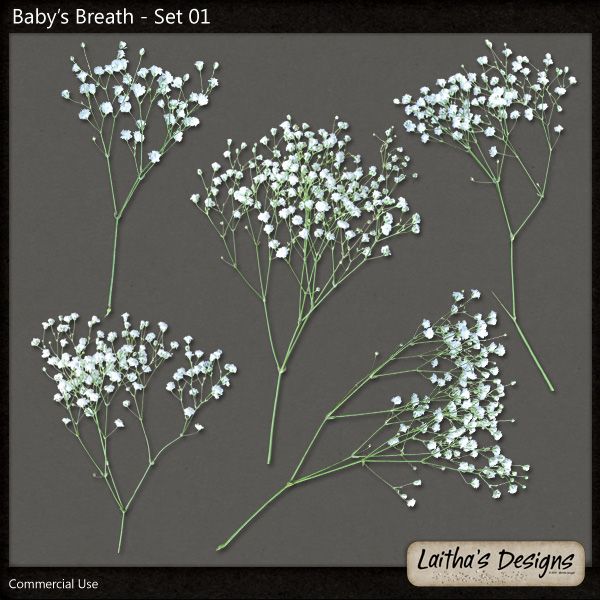 Baby's Breath clipart #5, Download drawings