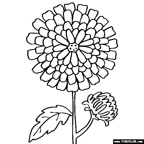 Chrysanthemum coloring #20, Download drawings