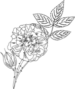 Baby's Breath coloring #17, Download drawings