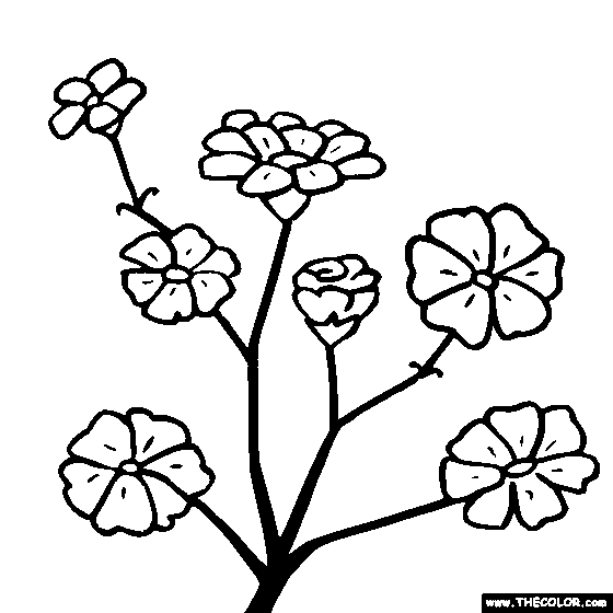 Baby's Breath coloring #1, Download drawings