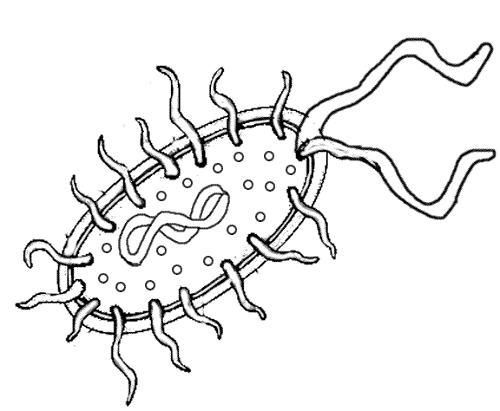Bacteria coloring #18, Download drawings