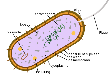 Bacteria svg #20, Download drawings
