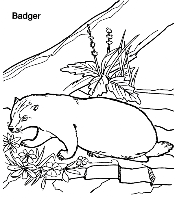 Badger coloring #9, Download drawings