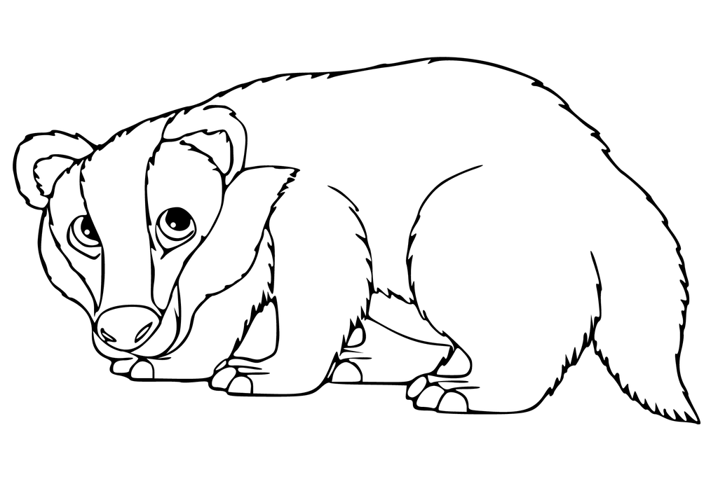 Badger coloring #7, Download drawings