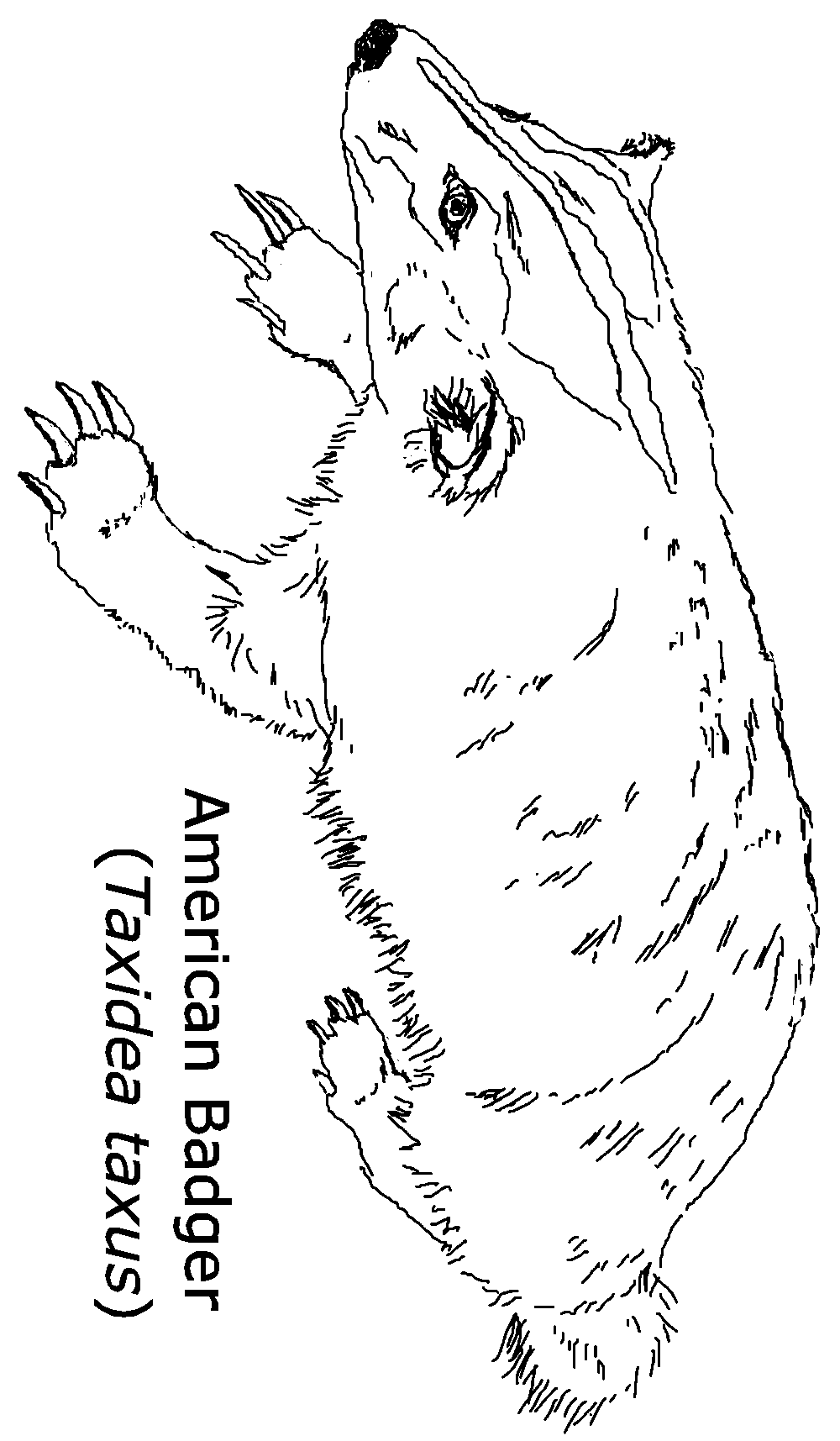 Badger coloring #1, Download drawings