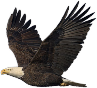 Bald Eagle clipart #15, Download drawings