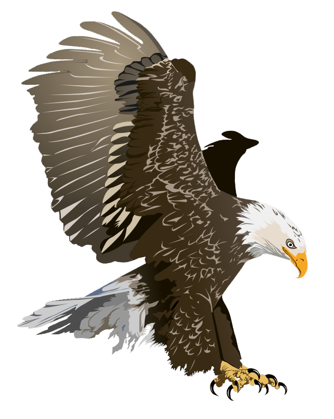 White-tailed Eagle clipart #19, Download drawings
