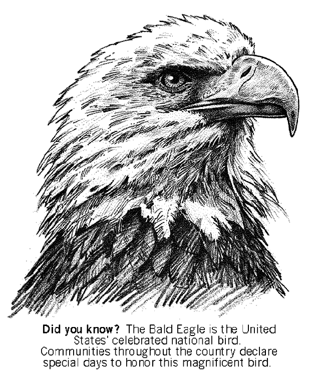Bald Eagle coloring #5, Download drawings