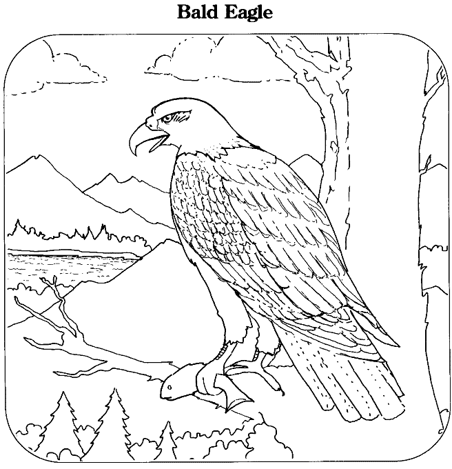 Bald Eagle coloring #6, Download drawings