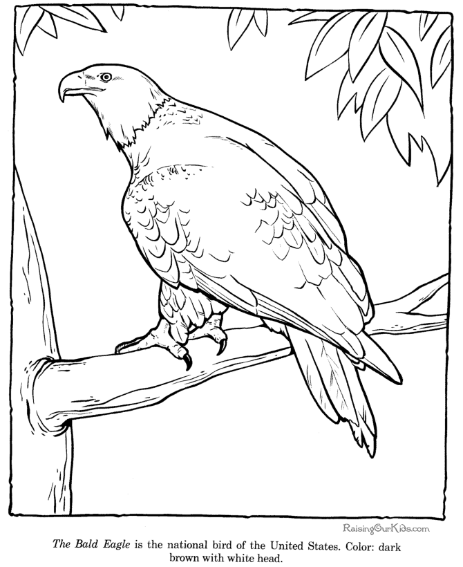 Bald Eagle coloring #2, Download drawings