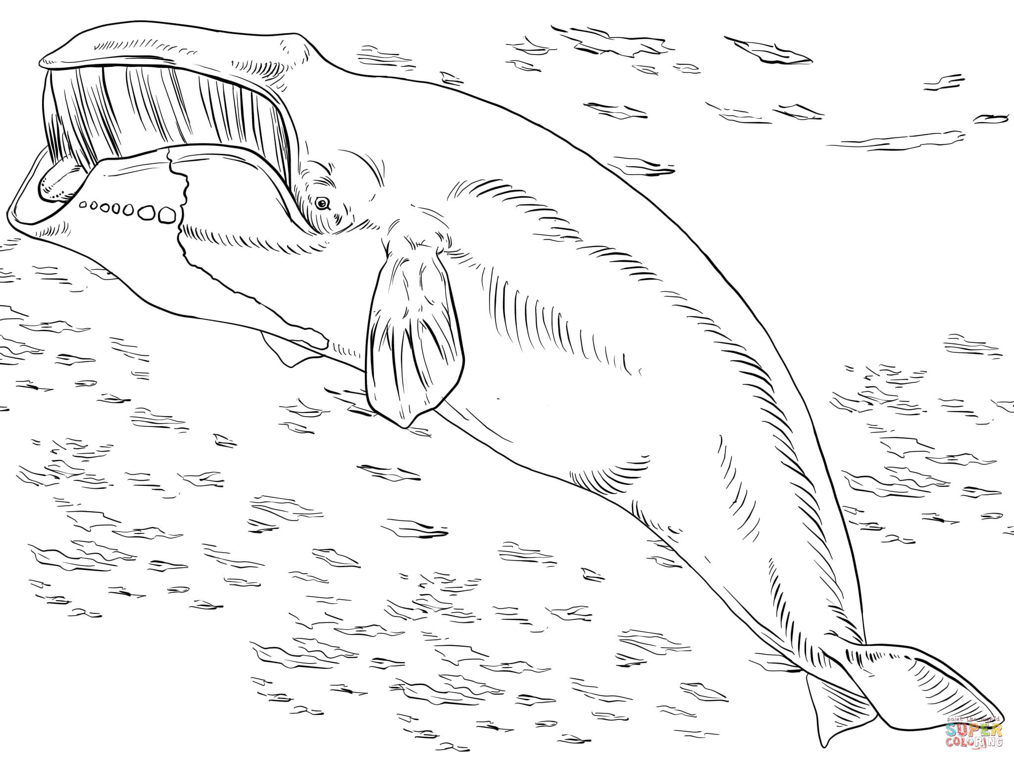 Baleine coloring #6, Download drawings