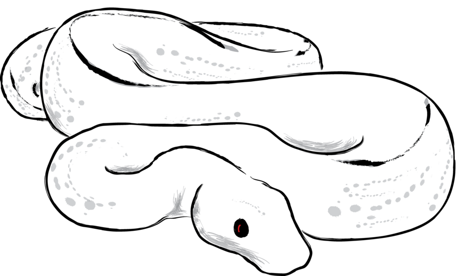 Ball Python clipart #14, Download drawings