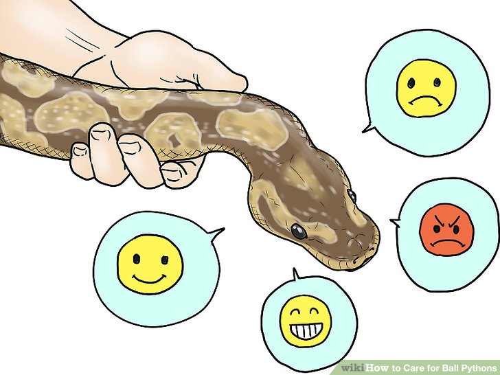 Ball Python clipart #5, Download drawings
