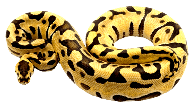 Ball Python clipart #18, Download drawings