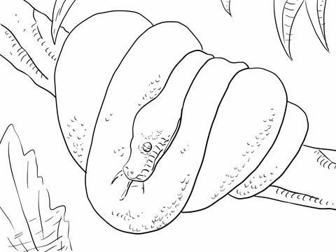 Tree Snake coloring #3, Download drawings