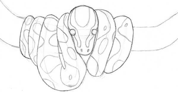 Ball Python coloring #4, Download drawings