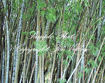 Bamboo Snake svg #13, Download drawings