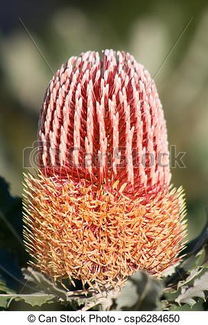 Banksia clipart #12, Download drawings