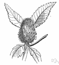 Banksia clipart #6, Download drawings