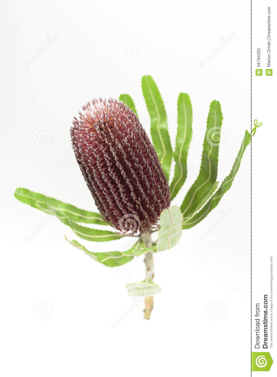 Banksia clipart #7, Download drawings