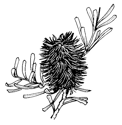 Banksia clipart #4, Download drawings