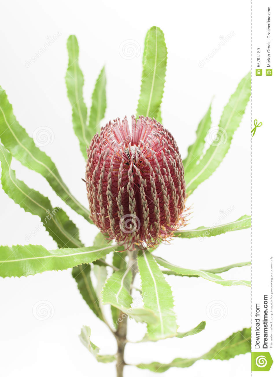 Banksia clipart #15, Download drawings