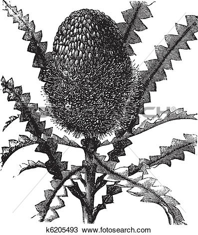 Banksia clipart #10, Download drawings