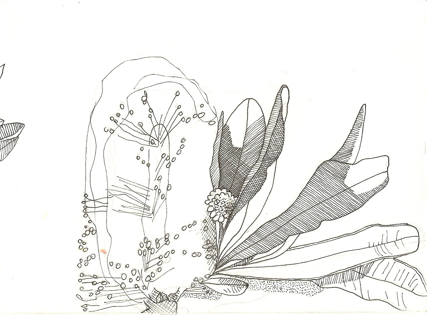 Banksia coloring #12, Download drawings